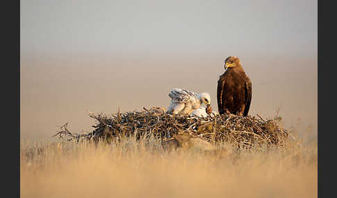 Steppenadler (Aquila nipalensis)