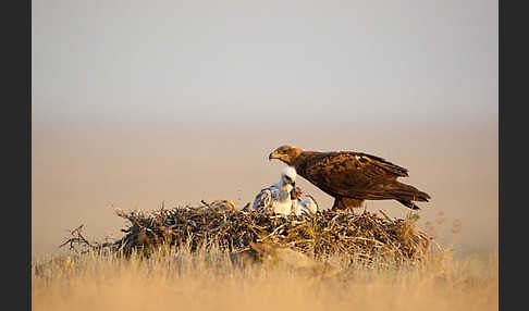 Steppenadler (Aquila nipalensis)