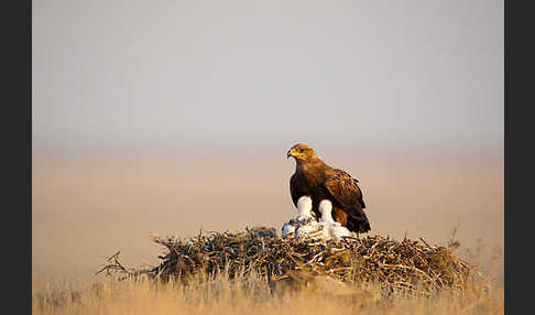 Steppenadler (Aquila nipalensis)