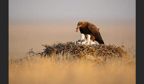 Steppenadler (Aquila nipalensis)