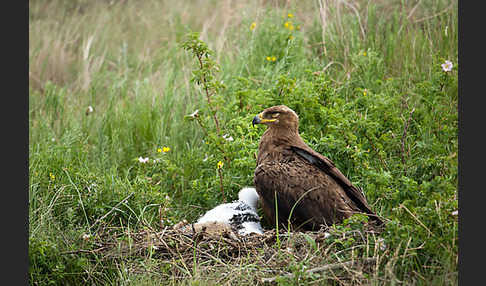 Steppenadler (Aquila nipalensis)