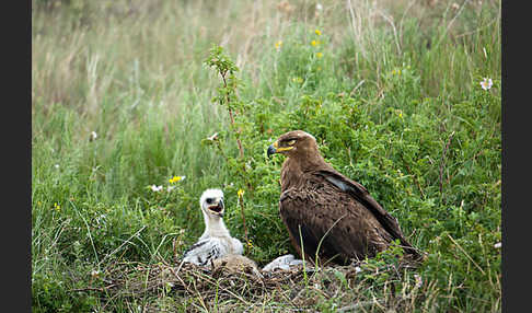 Steppenadler (Aquila nipalensis)