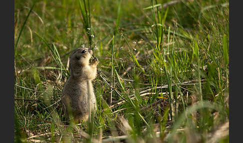 Gelbziesel (Spermophilus fulvus)