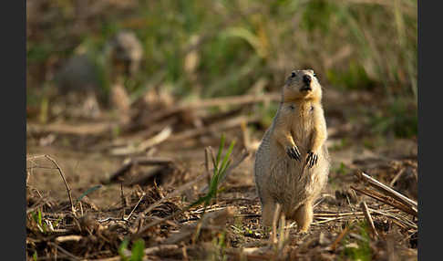 Gelbziesel (Spermophilus fulvus)