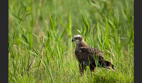 Rohrweihe (Circus aeruginosus)