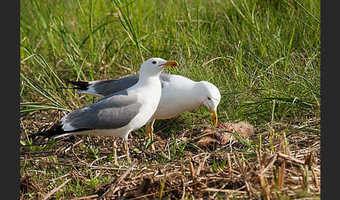 Tundramöwe (Larus heuglini)