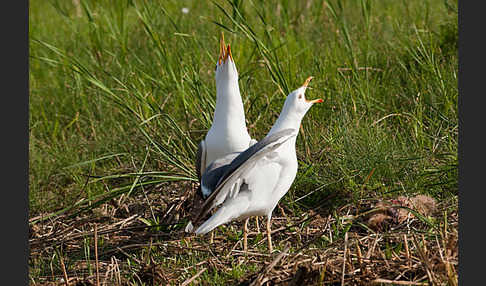 Tundramöwe (Larus heuglini)