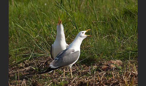 Tundramöwe (Larus heuglini)