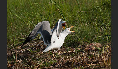 Tundramöwe (Larus heuglini)