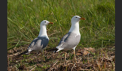 Tundramöwe (Larus heuglini)