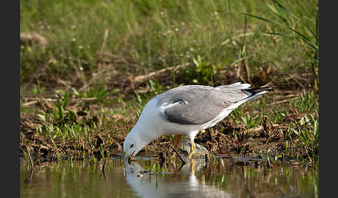 Tundramöwe (Larus heuglini)