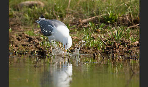 Tundramöwe (Larus heuglini)