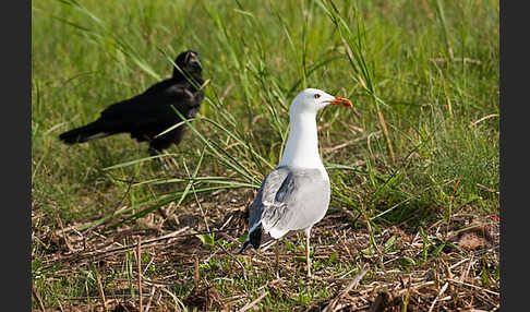 Tundramöwe (Larus heuglini)