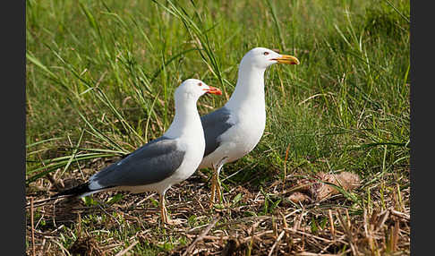 Tundramöwe (Larus heuglini)