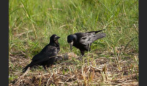 Saatkrähe (Corvus frugilegus)