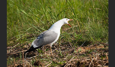 Tundramöwe (Larus heuglini)