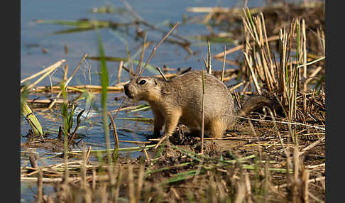 Gelbziesel (Spermophilus fulvus)