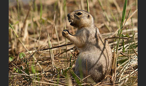 Gelbziesel (Spermophilus fulvus)