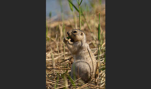 Gelbziesel (Spermophilus fulvus)
