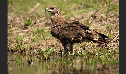 Steppenadler (Aquila nipalensis)