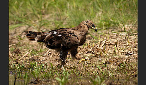 Steppenadler (Aquila nipalensis)