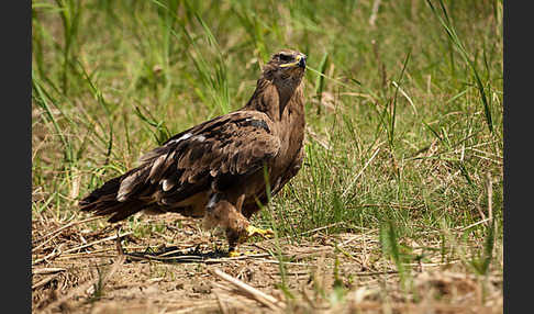 Steppenadler (Aquila nipalensis)