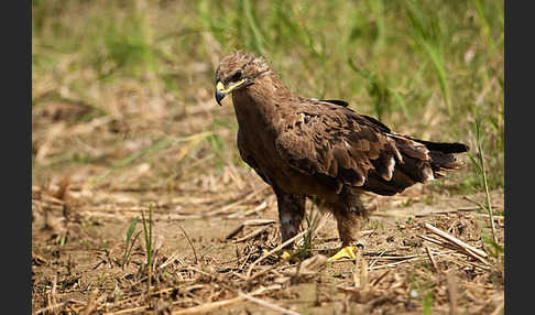 Steppenadler (Aquila nipalensis)