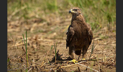 Steppenadler (Aquila nipalensis)