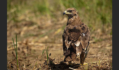 Steppenadler (Aquila nipalensis)