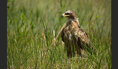 Steppenadler (Aquila nipalensis)