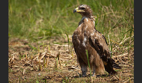 Steppenadler (Aquila nipalensis)