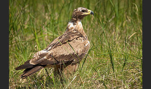 Steppenadler (Aquila nipalensis)