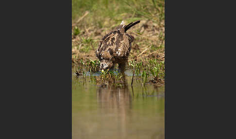 Steppenadler (Aquila nipalensis)