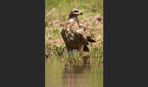 Steppenadler (Aquila nipalensis)