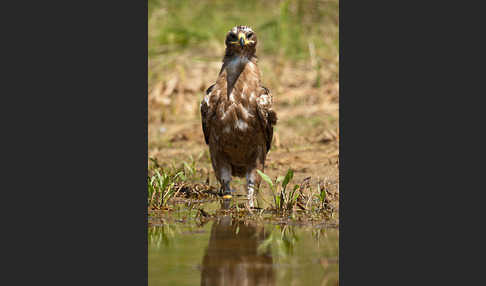 Steppenadler (Aquila nipalensis)