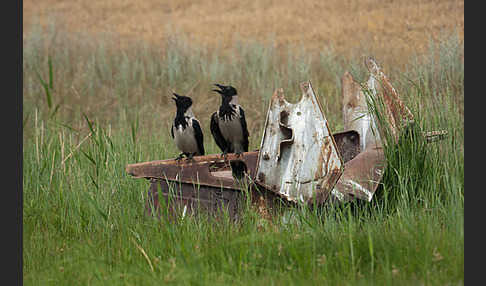 Nebelkrähe (Corvus corone cornix)