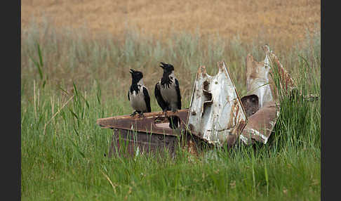 Nebelkrähe (Corvus corone cornix)