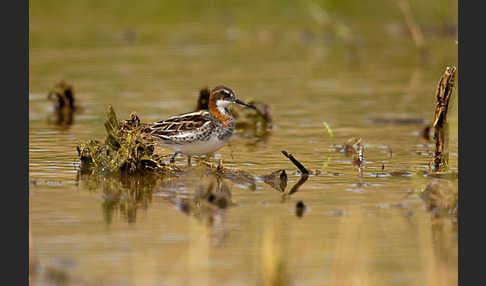 Odinshühnchen (Phalaropus lobatus)