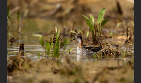 Odinshühnchen (Phalaropus lobatus)