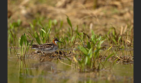 Odinshühnchen (Phalaropus lobatus)