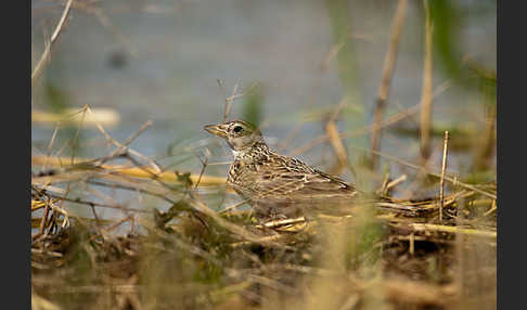 Feldlerche (Alauda arvensis)