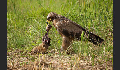 Steppenadler (Aquila nipalensis)