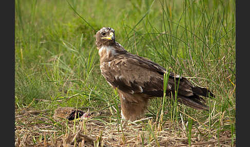 Steppenadler (Aquila nipalensis)