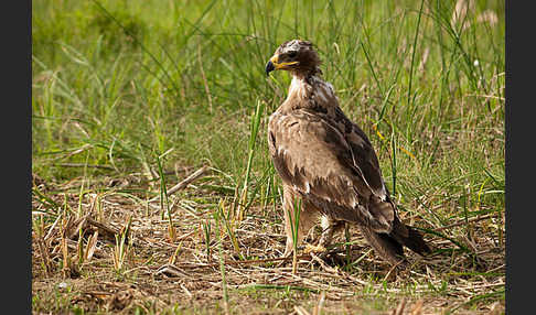 Steppenadler (Aquila nipalensis)