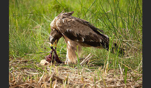 Steppenadler (Aquila nipalensis)