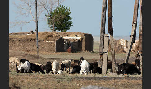 Kasachstan (Kazakhstan)