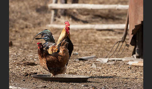 Haushuhn (Gallus gallus domesticus)