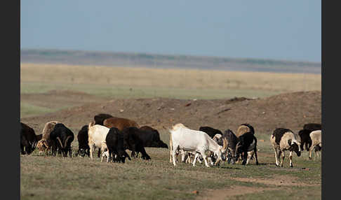 Hausziege (Capra aegagrus hircus)