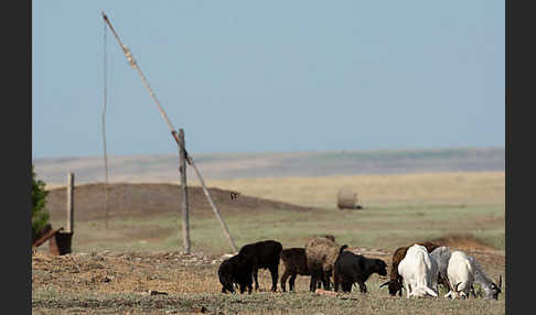 Kasachstan (Kazakhstan)