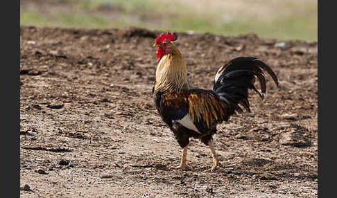 Haushuhn (Gallus gallus domesticus)